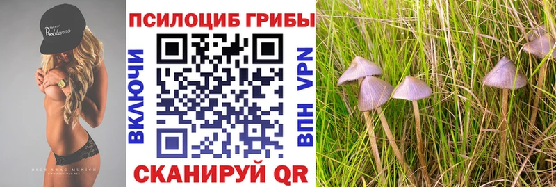 купить наркотик  Суздаль  Псилоцибиновые грибы Cubensis 